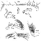 Espce Scolecithricella vittata - Planche 10 de figures morphologiques