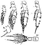 Espce Scolecithricella vittata - Planche 11 de figures morphologiques