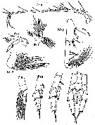 Espce Scolecithricella vittata - Planche 13 de figures morphologiques