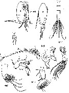 Species Scolecithricella dentata - Plate 14 of morphological figures