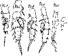 Espce Scolecithricella dentata - Planche 15 de figures morphologiques