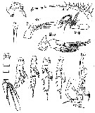 Species Scaphocalanus longifurca - Plate 5 of morphological figures