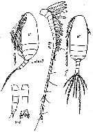 Espce Scolecithricella vittata - Planche 14 de figures morphologiques