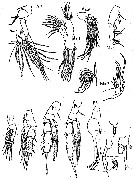 Espce Scolecithricella vittata - Planche 15 de figures morphologiques