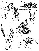 Espce Badijella jalzici - Planche 3 de figures morphologiques