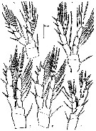Species Badijella jalzici - Plate 4 of morphological figures