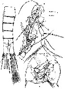 Espce Badijella jalzici - Planche 5 de figures morphologiques