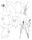 Espce Euchaeta media - Planche 1 de figures morphologiques