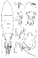 Species Gaussia intermedia - Plate 1 of morphological figures