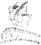 Species Gaussia intermedia - Plate 2 of morphological figures