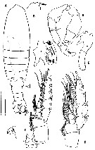 Species Gaussia intermedia - Plate 5 of morphological figures