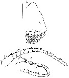 Species Gaussia intermedia - Plate 6 of morphological figures