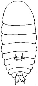 Espce Sapphirina angusta - Planche 9 de figures morphologiques