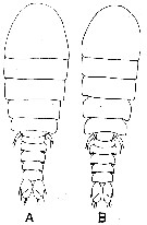 Espce Sapphirina gemma - Planche 2 de figures morphologiques