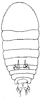 Espce Sapphirina gemma - Planche 3 de figures morphologiques