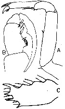 Espce Sapphirina gemma - Planche 4 de figures morphologiques