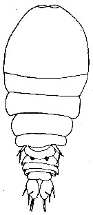 Espce Sapphirina pyrosomatis - Planche 1 de figures morphologiques