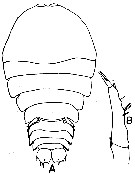 Espce Sapphirina opalina - Planche 3 de figures morphologiques