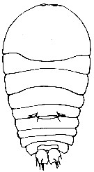 Espce Sapphirina opalina - Planche 4 de figures morphologiques
