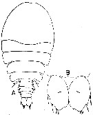 Espce Sapphirina bicuspidata - Planche 1 de figures morphologiques