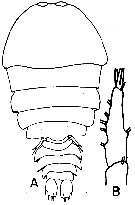 Espce Sapphirina darwini - Planche 2 de figures morphologiques