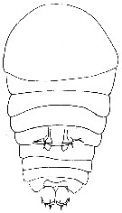 Espce Sapphirina darwini - Planche 3 de figures morphologiques