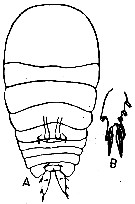 Espce Sapphirina lactens - Planche 2 de figures morphologiques