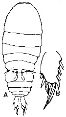Species Sapphirina sali - Plate 3 of morphological figures
