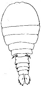Espce Sapphirina nigromaculata - Planche 4 de figures morphologiques