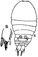 Espce Sapphirina vorax - Planche 2 de figures morphologiques