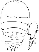 Espce Sapphirina maculosa - Planche 2 de figures morphologiques
