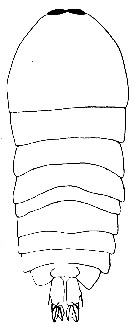 Espce Sapphirina metallina - Planche 2 de figures morphologiques