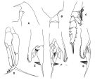 Espce Euchaeta spinosa - Planche 2 de figures morphologiques