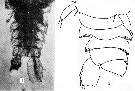 Espce Sapphirina angusta - Planche 10 de figures morphologiques