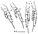 Espce Parvocalanus crassirostris - Planche 12 de figures morphologiques