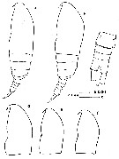 Espce Paracalanus parvus - Planche 11 de figures morphologiques