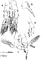 Espce Sinocalanus sinensis - Planche 2 de figures morphologiques
