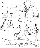 Espce Tortanus (Atortus) magnonyx - Planche 2 de figures morphologiques
