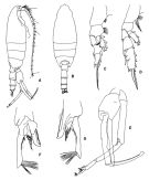 Species Paraeuchaeta antarctica - Plate 3 of morphological figures