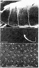 Espce Calanus sinicus - Planche 14 de figures morphologiques