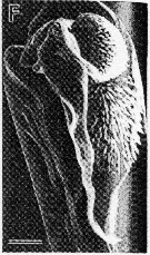 Espce Scottocalanus securifrons - Planche 12 de figures morphologiques