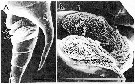 Species Pontellopsis yamadae - Plate 6 of morphological figures