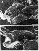 Espce Tortanus (Atortus) rubidus - Planche 5 de figures morphologiques