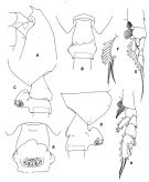 Espce Paraeuchaeta weberi - Planche 1 de figures morphologiques