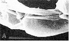 Espce Pseudocyclops ensiger - Planche 4 de figures morphologiques