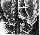 Espce Pareucalanus attenuatus - Planche 10 de figures morphologiques