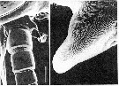 Espce Candacia bipinnata - Planche 6 de figures morphologiques