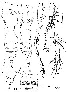 Espce Metacalanalis hakuhoae - Planche 1 de figures morphologiques