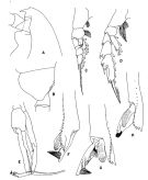 Espce Paraeuchaeta weberi - Planche 2 de figures morphologiques