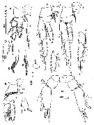 Espce Metacalanalis hakuhoae - Planche 3 de figures morphologiques